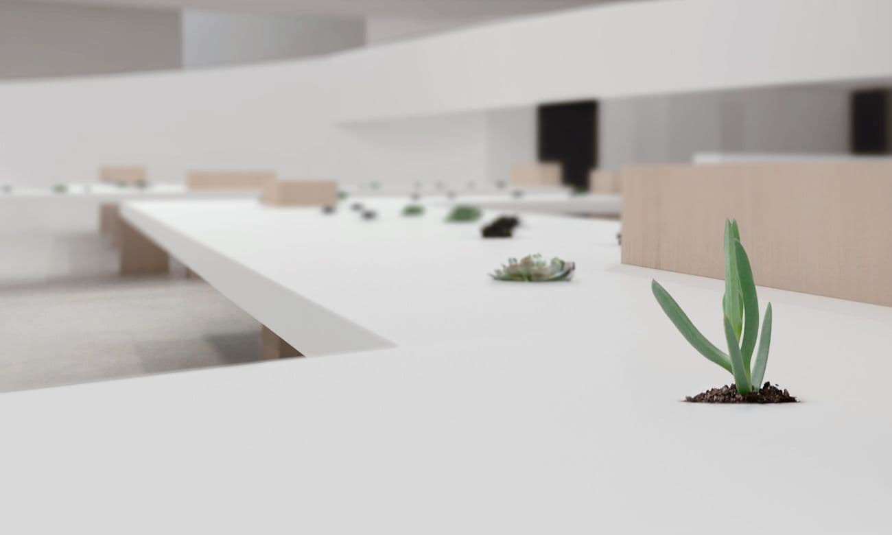 Olive tree branches in shadow beside a vertical strip of light on a wall