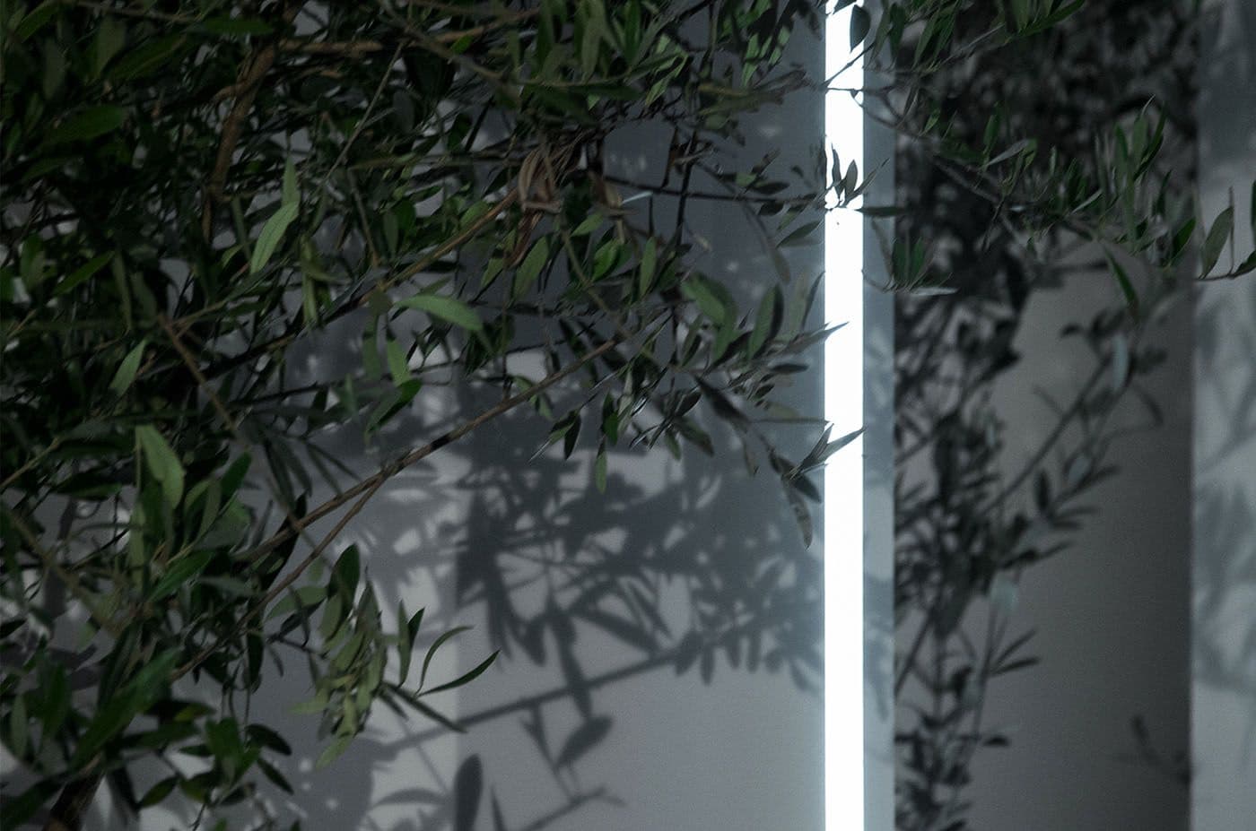 Close-up of olive tree branches against a wall, lit by a vertical LED strip casting leaf shadows.