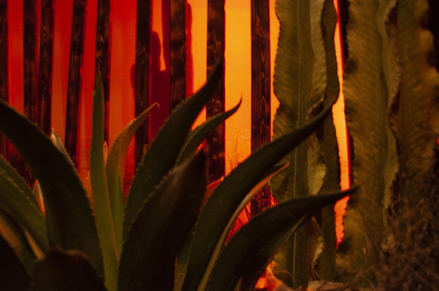 Close-up of agave and cactus plants silhouetted against an orange-lit wooden fence.